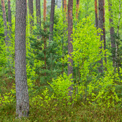 Solska Primeval Forest