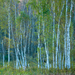 Solska Primeval Forest