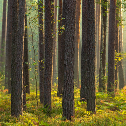 Solska Primeval Forest