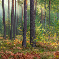 Solska Primeval Forest