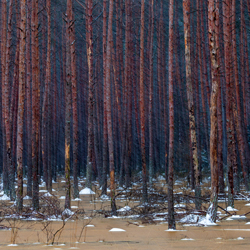 Solska Primeval Forest