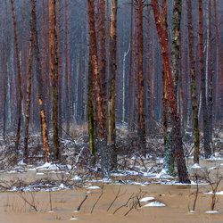 Solska Primeval Forest