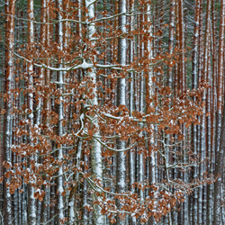 Solska Primeval Forest