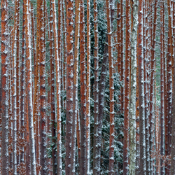 Solska Primeval Forest