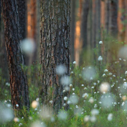 Solska Primeval Forest