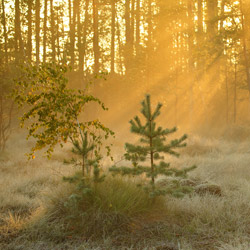 Solska Primeval Forest