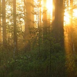 Solska Primeval Forest