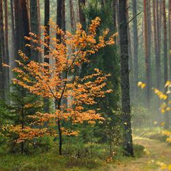 Solska Primeval Forest