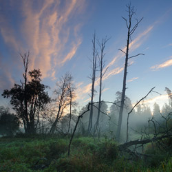 Solska Primeval Forest