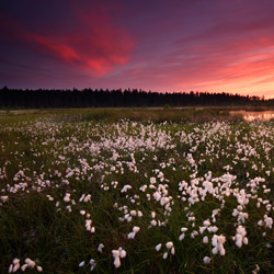 Solska Primeval Forest