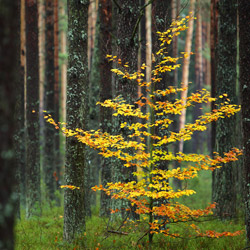 Solska Primeval Forest