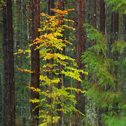 Solska Primeval Forest