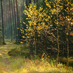 Solska Primeval Forest