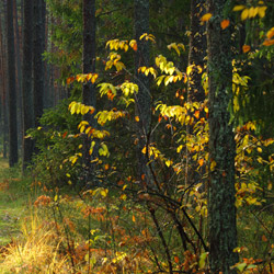 Solska Primeval Forest