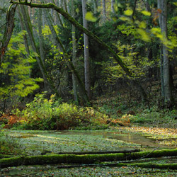 Solska Primeval Forest