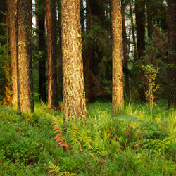 Solska Primeval Forest