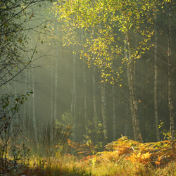 Solska Primeval Forest