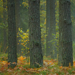 Solska Primeval Forest