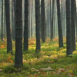 Solska Primeval Forest