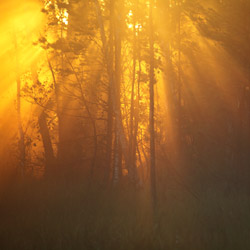 Solska Primeval Forest