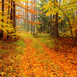 Solska Primeval Forest