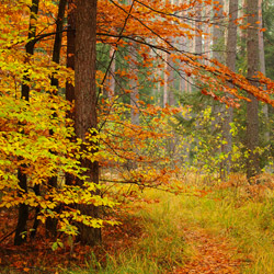 Solska Primeval Forest