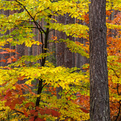 Solska Primeval Forest