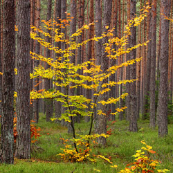 Solska Primeval Forest