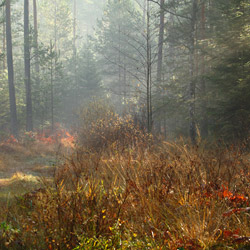 Solska Primeval Forest