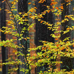 Solska Primeval Forest