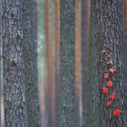 Solska Primeval Forest