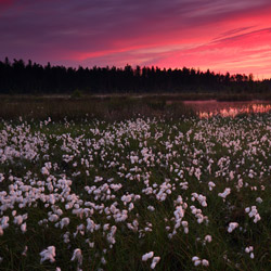 Solska Primeval Forest