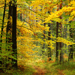 Solska Primeval Forest