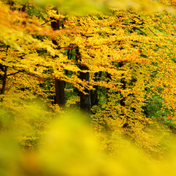 Solska Primeval Forest