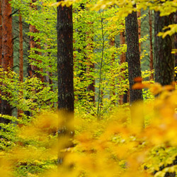 Solska Primeval Forest