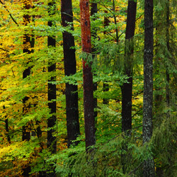 Solska Primeval Forest