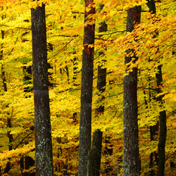 Solska Primeval Forest