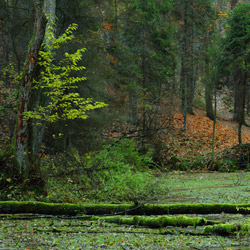 Solska Primeval Forest