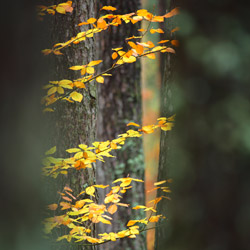 Solska Primeval Forest