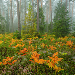 Solska Primeval Forest