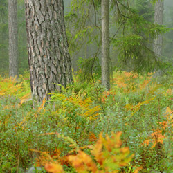 Solska Primeval Forest