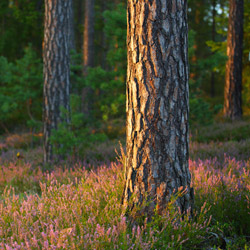 Solska Primeval Forest