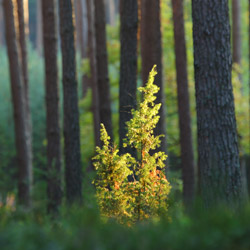 Solska Primeval Forest