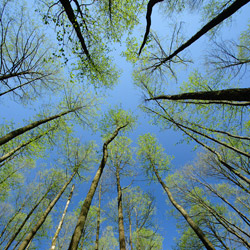 Solska Primeval Forest, Landscape Park of the Solska Primeval Forest