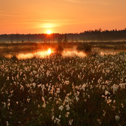 Solska Primeval Forest