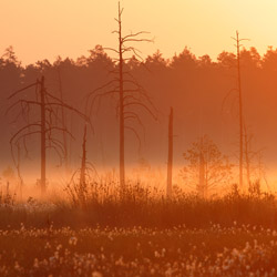 Solska Primeval Forest