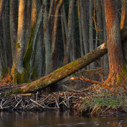 Solska Primeval Forest