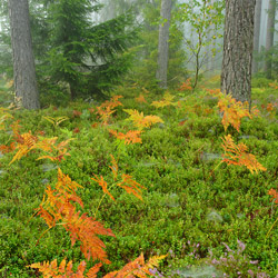 Solska Primeval Forest