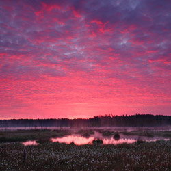 Solska Primeval Forest