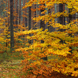 Solska Primeval Forest